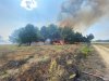 Pożar lasu i traw w miejscowości Zdziwój Nowy